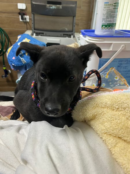 【待認養】混種犬 狗 (男生) - 新北市中和區公立動物之家