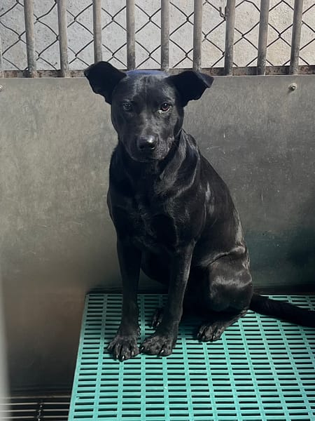 【待認養】混種犬 狗 (男生) - 彰化縣流浪狗中途之家