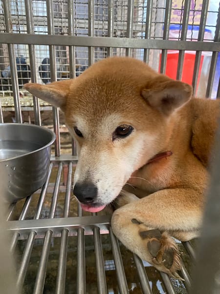 【待認養】柴犬 狗 (女生) - 臺南市動物之家善化站