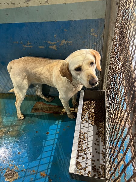 【待認養】混種犬 狗 (男生) - 苗栗縣動物保護教育園區