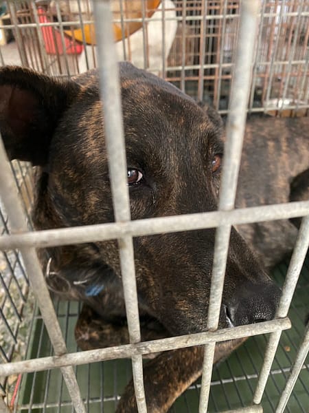 【待認養】混種犬 狗 (男生) - 臺南市動物之家善化站