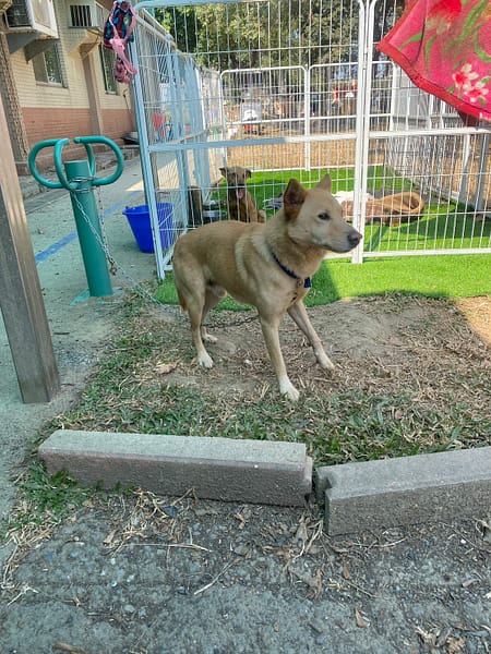 【待認養】混種犬 狗 (男生) - 臺南市動物之家善化站