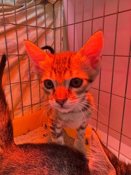 【待認養】混種貓 貓 (男生) - 新北市八里區公立動物之家