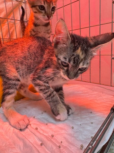 【待認養】混種貓 貓 (女生) - 新北市八里區公立動物之家