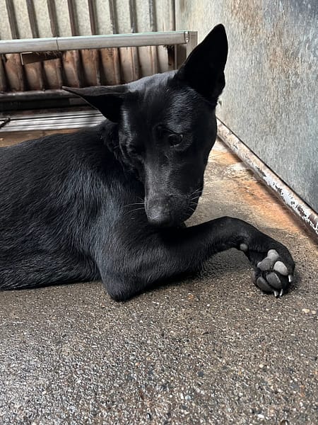 【待認養】混種犬 狗 (女生) - 彰化縣流浪狗中途之家