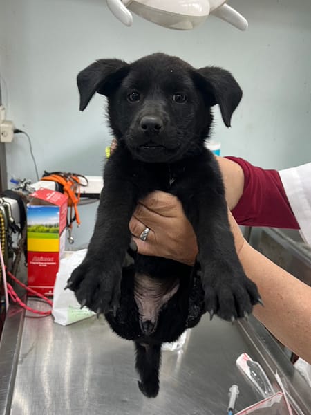 【待認養】混種犬 狗 (女生) - 彰化縣流浪狗中途之家