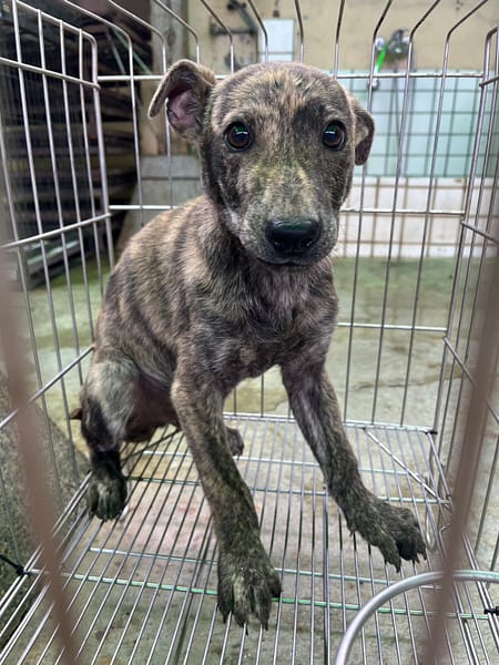 【待認養】混種犬 狗 (男生) - 彰化縣流浪狗中途之家