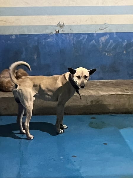 【待認養】混種犬 狗 (男生) - 苗栗縣動物保護教育園區