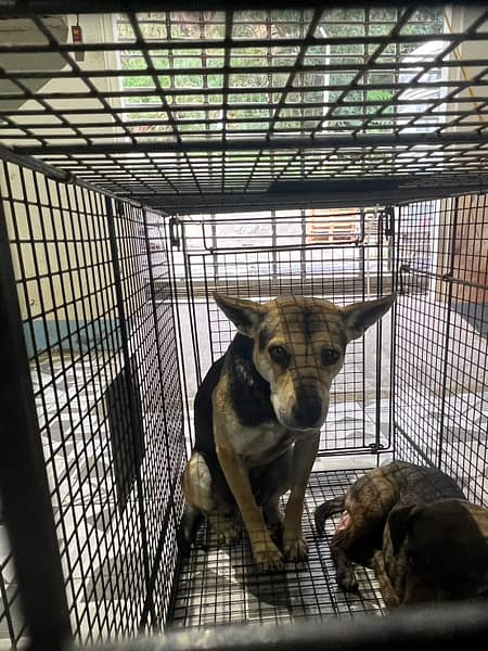 【待認養】混種犬 狗 (男生) - 苗栗縣動物保護教育園區