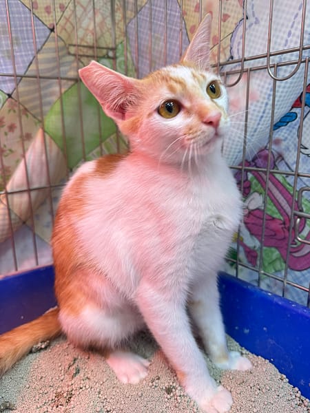 【待認養】混種貓 貓 (女生) - 新北市八里區公立動物之家