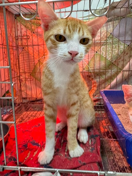 【待認養】混種貓 貓 (男生) - 新北市八里區公立動物之家