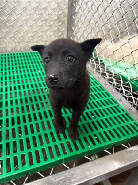 【待認養】混種犬 狗 (女生) - 臺東縣動物收容中心