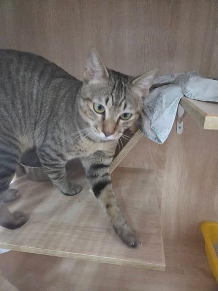 【待認養】混種貓 貓 (男生) - 新北市八里區公立動物之家