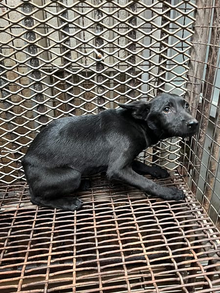 【待認養】混種犬 狗 (女生) - 彰化縣流浪狗中途之家