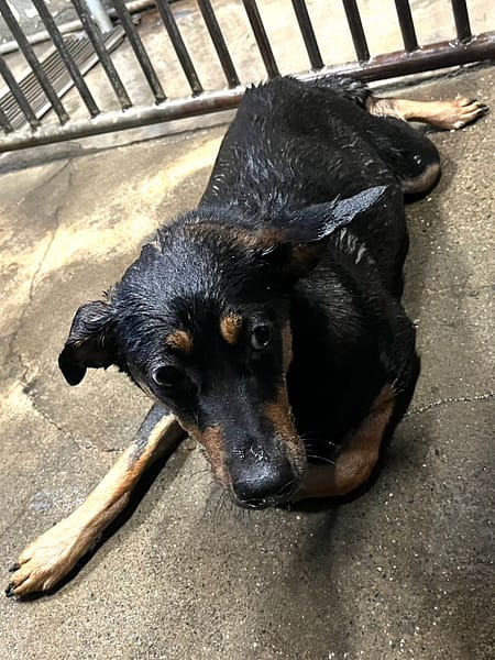 【待認養】混種犬 狗 (女生) - 彰化縣流浪狗中途之家