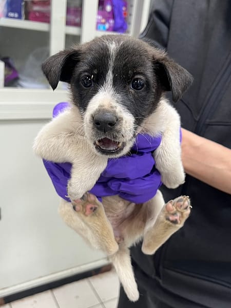 【待認養】混種犬 狗 (女生) - 彰化縣流浪狗中途之家