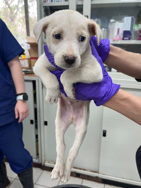 【待認養】混種犬 狗 (男生) - 彰化縣流浪狗中途之家