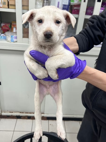 【待認養】混種犬 狗 (男生) - 彰化縣流浪狗中途之家