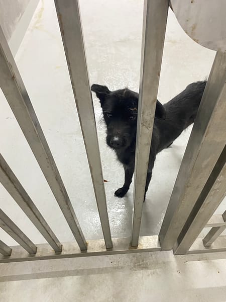 【待認養】混種犬 狗 (未知) - 基隆市寵物銀行