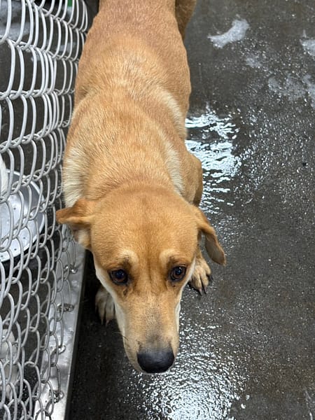 【待認養】混種犬 狗 (女生) - 臺東縣動物收容中心