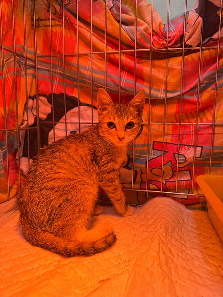 【待認養】混種貓 貓 (男生) - 新北市八里區公立動物之家