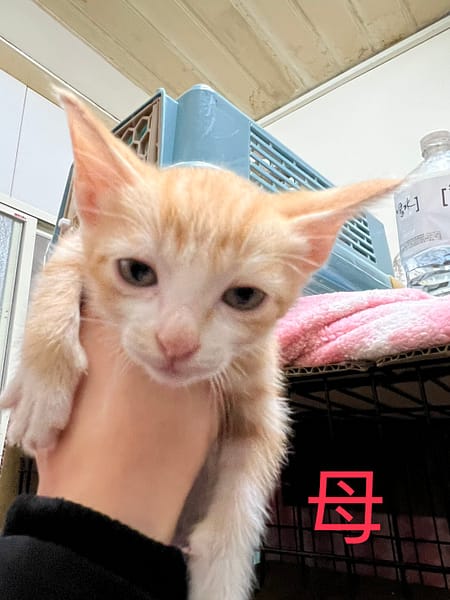 【待認養】混種貓 貓 (女生) - 新北市八里區公立動物之家