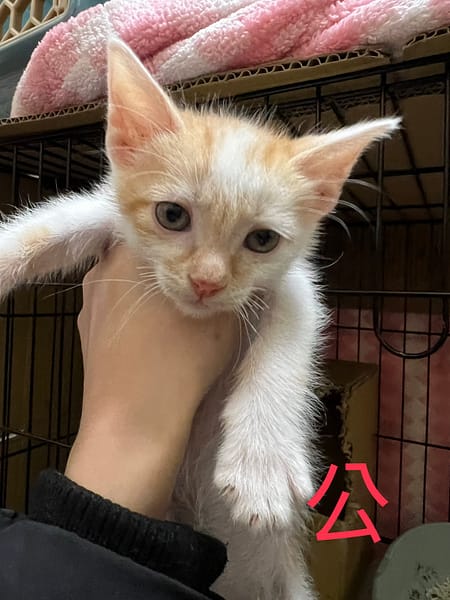 【待認養】混種貓 貓 (男生) - 新北市八里區公立動物之家