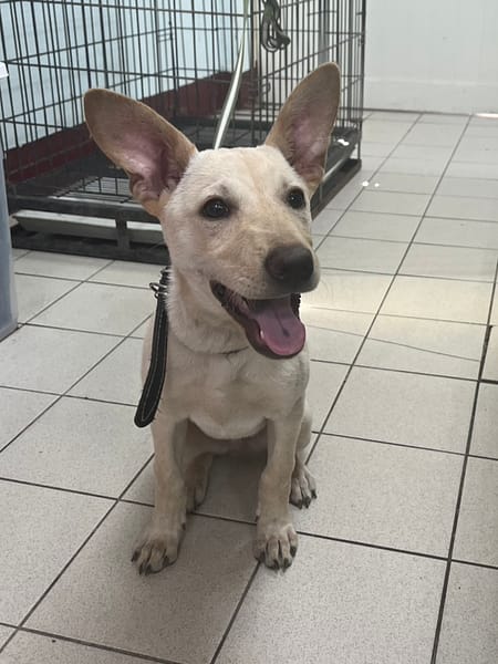 【待認養】混種犬 狗 (男生) - 彰化縣流浪狗中途之家