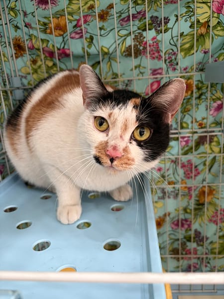 【待認養】混種貓 貓 (女生) - 新北市中和區公立動物之家