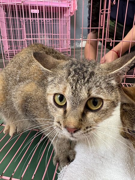 【待認養】混種貓 貓 (女生) - 臺東縣動物收容中心