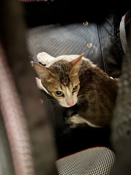 【待認養】混種貓 貓 (男生) - 新北市五股區公立動物之家