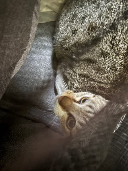 【待認養】混種貓 貓 (男生) - 新北市五股區公立動物之家