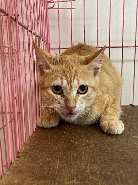 【待認養】混種貓 貓 (女生) - 彰化縣流浪狗中途之家