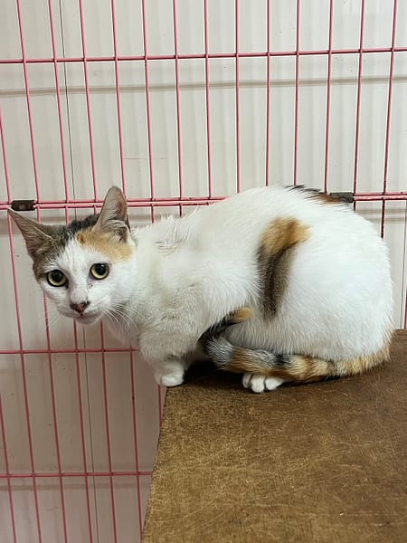 【待認養】混種貓 貓 (女生) - 彰化縣流浪狗中途之家