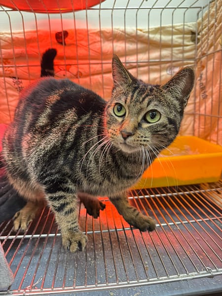 【待認養】混種貓 貓 (女生) - 新北市八里區公立動物之家