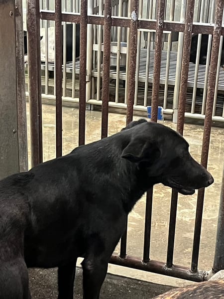 【待認養】混種犬 狗 (女生) - 彰化縣流浪狗中途之家