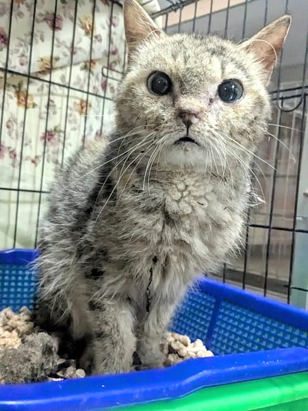 【待認養】混種貓 貓 (女生) - 新竹縣動物保護教育園區