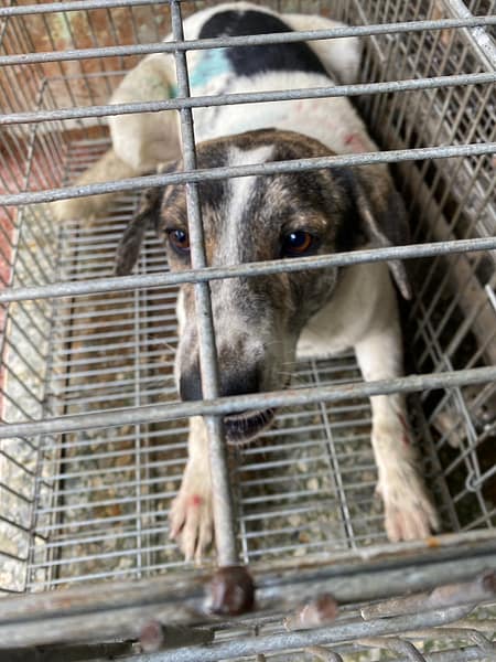 【待認養】混種犬 狗 (男生) - 臺南市動物之家善化站