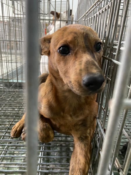 【待認養】混種犬 狗 (女生) - 臺南市動物之家善化站