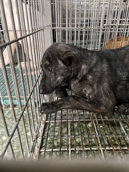 【待認養】混種犬 狗 (女生) - 臺南市動物之家善化站