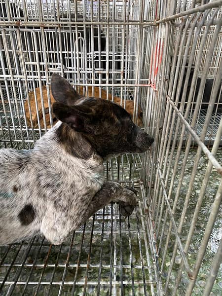 【待認養】混種犬 狗 (女生) - 臺南市動物之家善化站