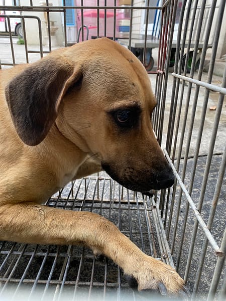 【待認養】混種犬 狗 (男生) - 臺南市動物之家善化站