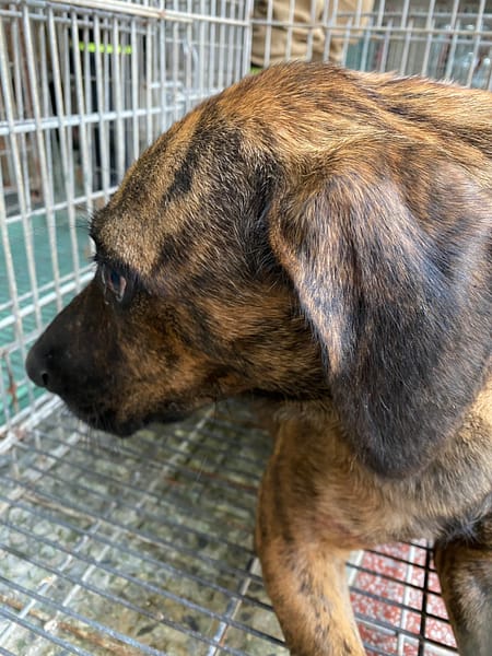 【待認養】混種犬 狗 (女生) - 臺南市動物之家善化站