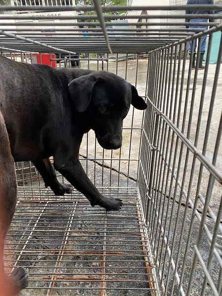 【待認養】混種犬 狗 (男生) - 臺南市動物之家善化站
