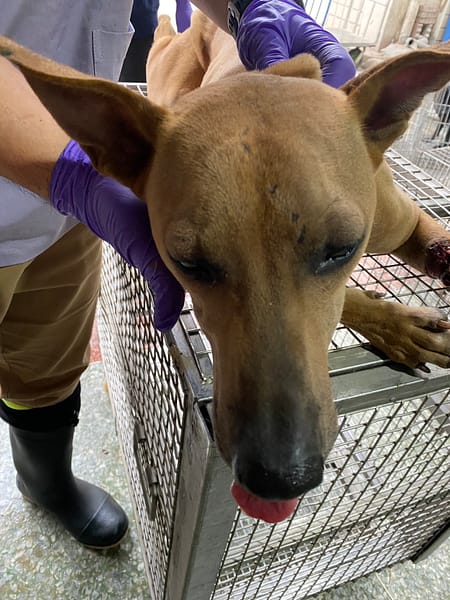 【待認養】混種犬 狗 (男生) - 臺南市動物之家善化站