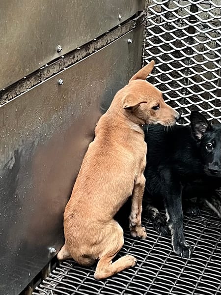 【待認養】混種犬 狗 (男生) - 彰化縣流浪狗中途之家