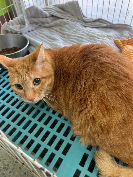 【待認養】混種貓 貓 (男生) - 苗栗縣動物保護教育園區