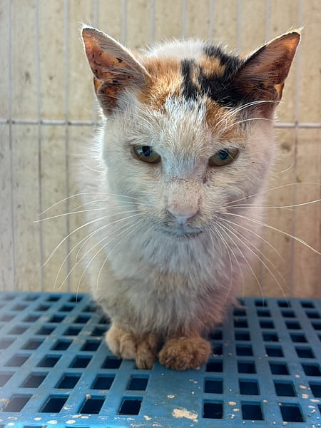 【待認養】混種貓 貓 (女生) - 苗栗縣動物保護教育園區