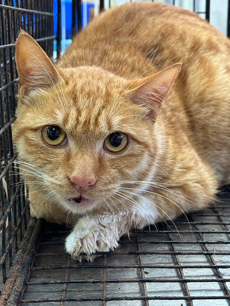 【待認養】混種貓 貓 (男生) - 苗栗縣動物保護教育園區