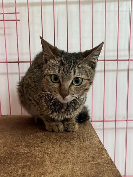 【待認養】混種貓 貓 (女生) - 彰化縣流浪狗中途之家